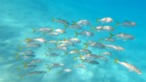 barnes bay snorkeling