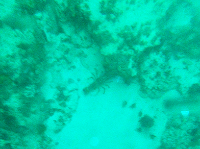 crayfish at night in anguilla