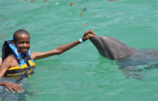 anguilla dolphin swim
