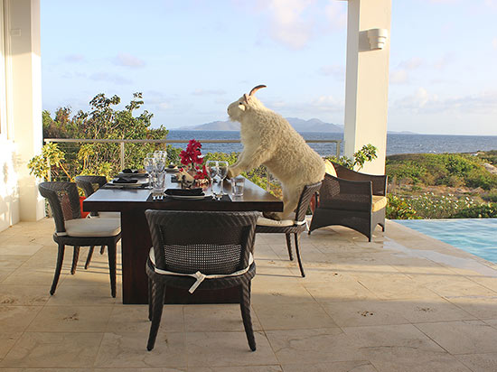 villa mascot billy enjoying the caribbean breeze