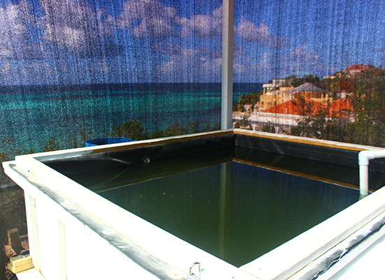 fish tank for anguilla jammin aquaponics